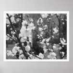 dogwood blooms posters