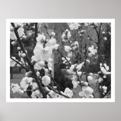 dogwood blooms poster by argentmoon