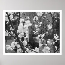 dogwood blooms poster