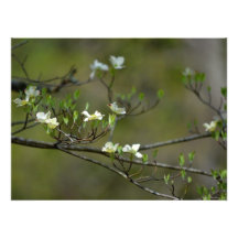 Dogwood Blossoms Photographic Print