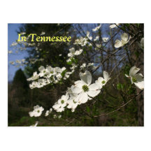 Dogwood Blossoms Postcard