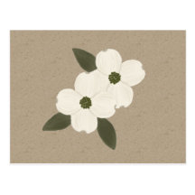 Dogwood Blossoms Postcard