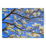 dogwood cards