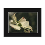 Dogwood Flower Postcard! (with border)