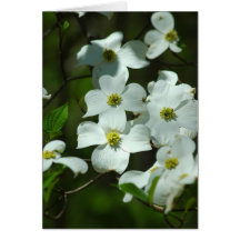 Dogwood Flowers Greeting Card