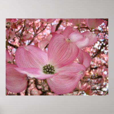 DOGWOOD Flowers Nature Art Prints Posters by Basleeartprintgifts