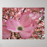 DOGWOOD Flowers Nature Art Prints Posters