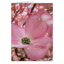 DOGWOOD FLOWERS Pink 1 Cards Art Gifts Mugs