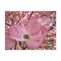 DOGWOOD FLOWERS Pink 1 Cards Art Gifts Mugs