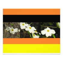 Dogwood on Colours Photo