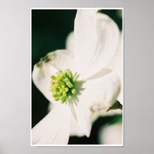 Dogwood Poster