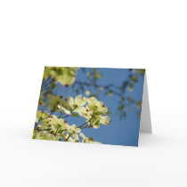 Dogwood Tree Flowers Greeting Cards Blue Sky