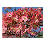 Dogwood tree Pink flowers Postcard
