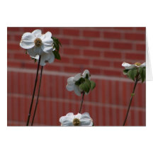 Dogwoods Against the Wall Card
