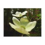 Dogwoods and Redwoods Postcard