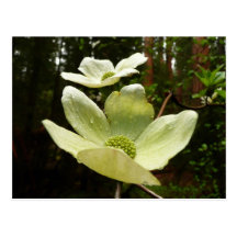Dogwoods and Redwoods Postcard