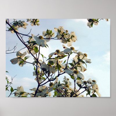 Dogwoods in Spencer Posters by Alasika