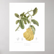 Doigt Citron Poster