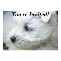 Doit aimer des invitations de partie de chiens