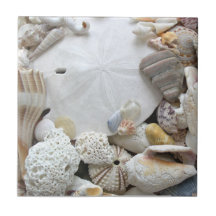 Dollar de sable et carreau de céramique de coquill
