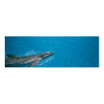 DOLLY FIN BUSINESS CARD