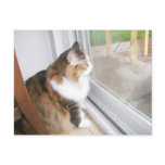 Dolly the Cat I Miss You Postcard