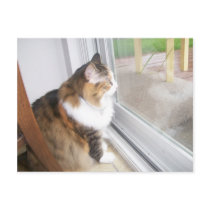 Dolly the Cat I Miss You Postcard