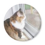 Dolly the Cat Looking out Window Magnet
