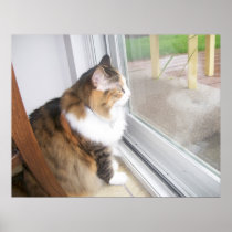 Dolly the Cat Looking out Window Poster