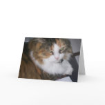 Dolly  the Cat Narrowed Eyes Card