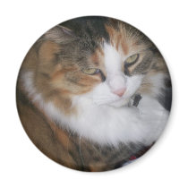 Dolly  the Cat Narrowed Eyes Magnet