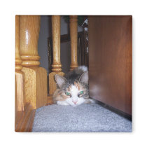 Dolly  the Cat Pouting Magnet