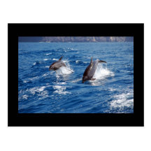 Dolphin Adventure Post Card