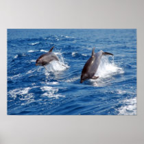 Dolphin Adventure