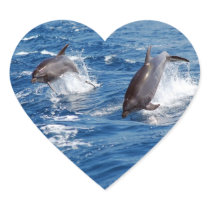 Dolphin Adventure