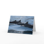 Dolphin Birthday Card