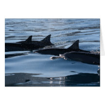 Dolphin Birthday Card