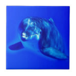 Dolphin Ceramic Tile
