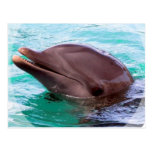 Dolphin Design Postcard