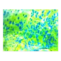 "Dolphin Fish" - Mahi Mahi by PatternWear© Postcards
