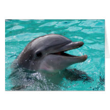 Dolphin head in aquamarine water cards