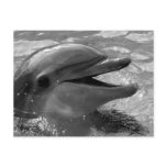 Dolphin head in water mouth open Black and White Post Card