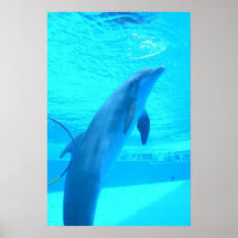 Dolphin Hula Hoop Posters