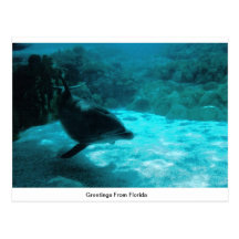 Dolphin in Florida Postcard