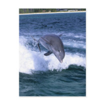 Dolphin jumping, Grand Bahama, Bahamas Postcard