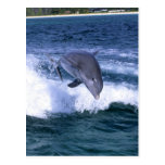 Dolphin jumping, Grand Bahama, Bahamas Postcard