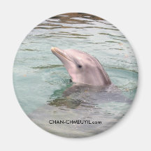 Dolphin Magnet