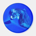 Dolphin Magnets