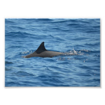 Dolphin Photo