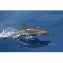 Dolphin Photo Acrylic Cut Out